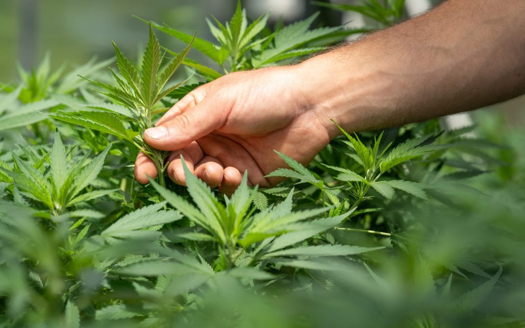 Insomnia: The Dark Side of CBD Oil