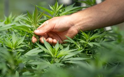 Insomnia: The Dark Side of CBD Oil