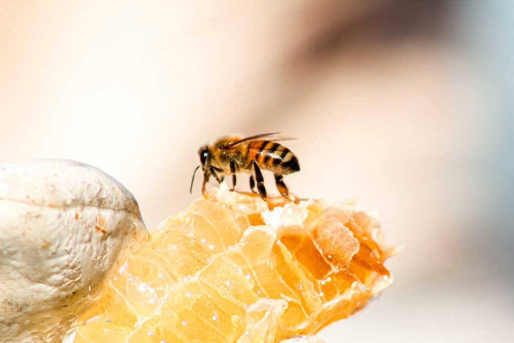 Biblical insights into buckwheat honey for wellness and healing