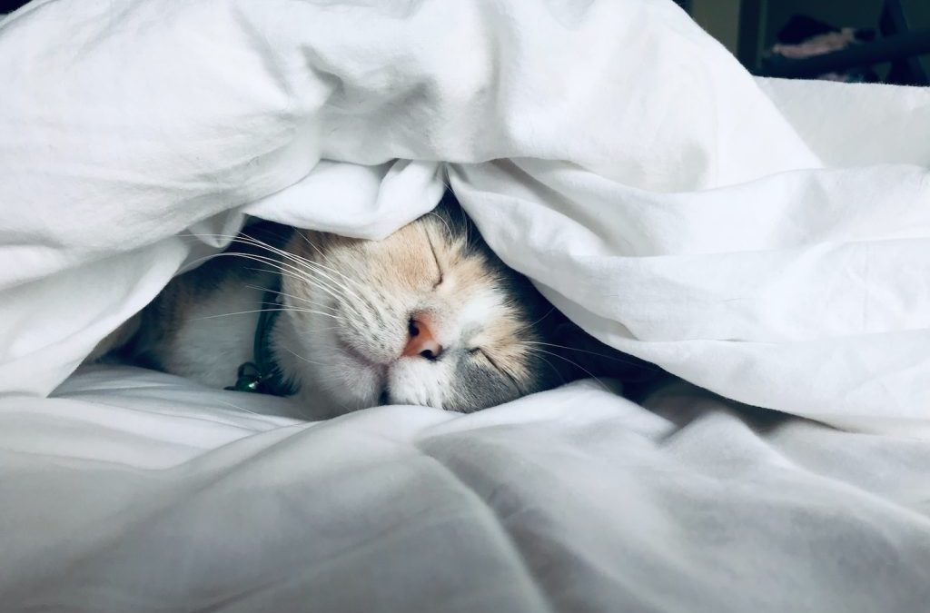 Revolutionary CBD Oil Enhances Sleep Quality