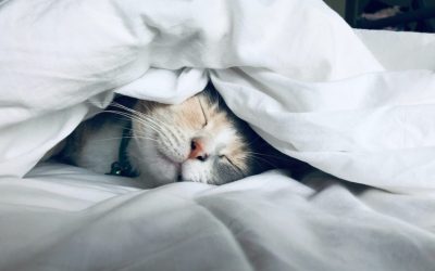 Revolutionary CBD Oil Enhances Sleep Quality