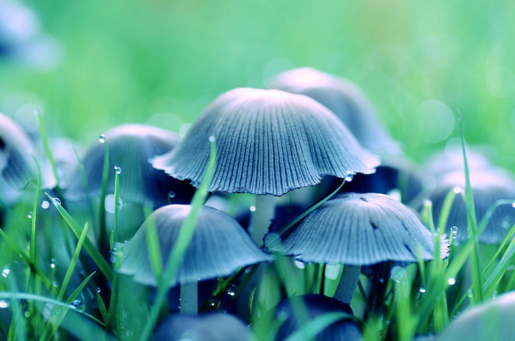 Mushroom in Middle of Grass- Beyond Conventional Medicine: Herbal Alternatives for Strengthening Immunity.