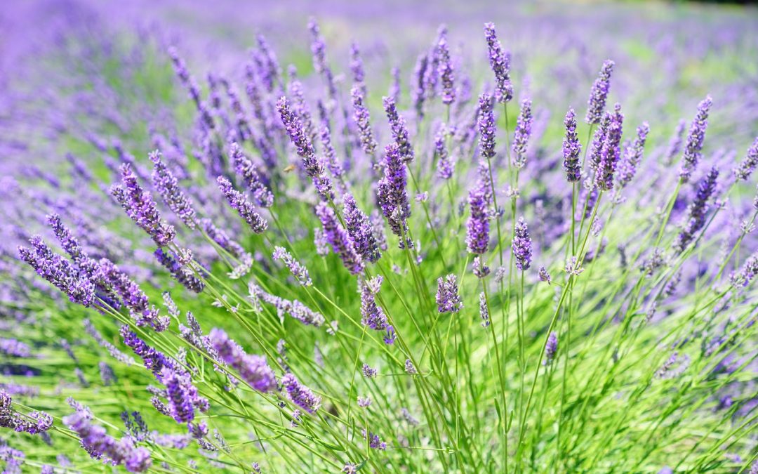 13 Herbal Remedies to Elevate Your Immunity
