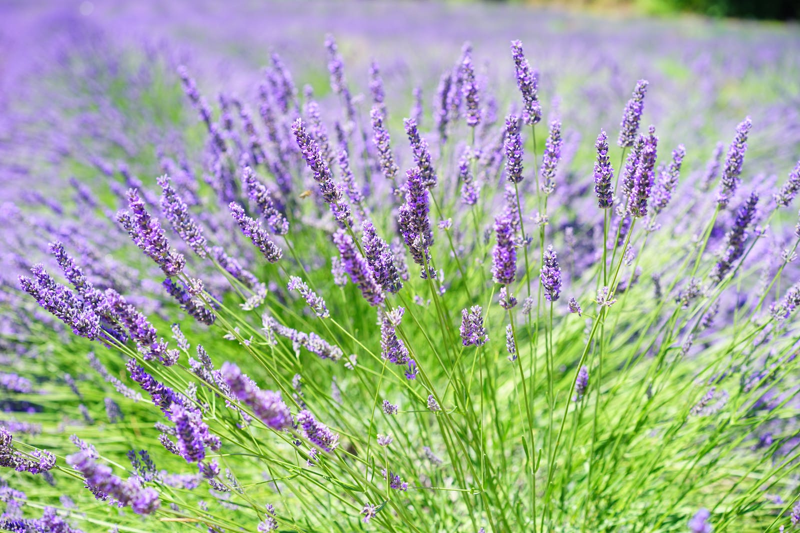 Herbs for Every Season From Echinacea to Astragalus: Unveiling th.e Secrets of Herbal Immunity