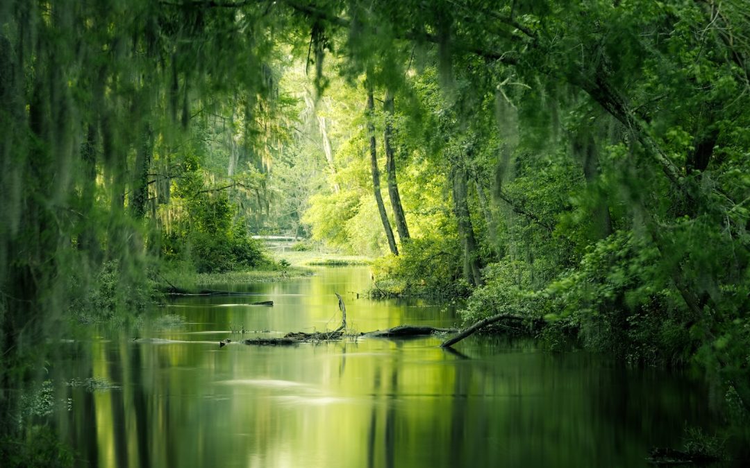 Nine Nature-Inspired Remedies for Stress Relief